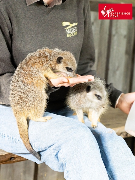 Virgin Experience Days Meet And Feed The Meerkats At Millets Falconry Gift (904306) | £31