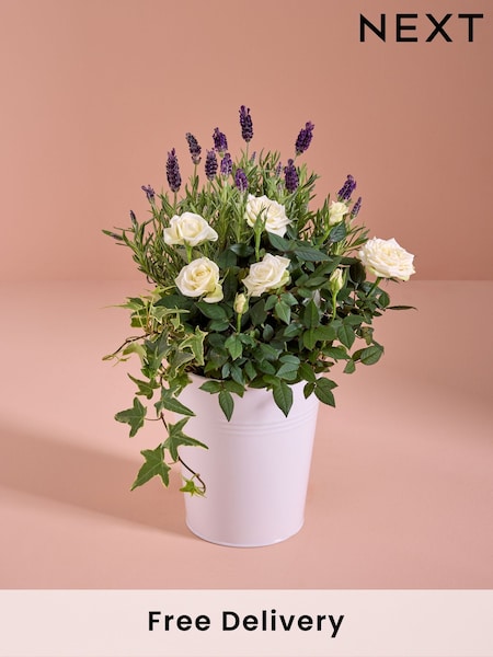 Lilac/White Lavender and Rose Real Plant in Pail (AN1658) | £35