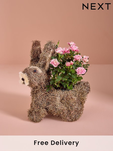 Pink Scented Rose Real Plant in Bunny Planter (AN1665) | £25