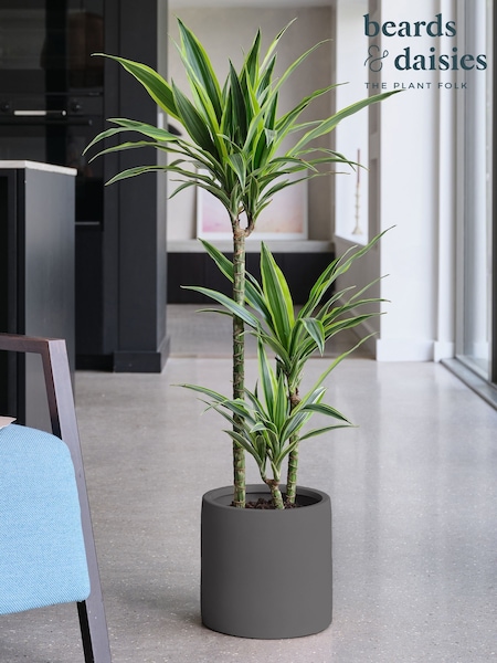 Beards & Daisies Graphite Real Dracaena Lemon Lime Plant in Earthenware Pot (AR3491) | £110