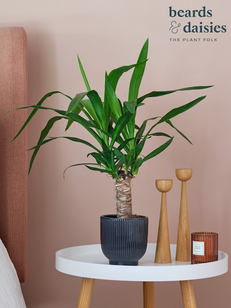 Beards & Daisies Navy Real Yucca Plant in Ribbed Pot (AR3495) | £32