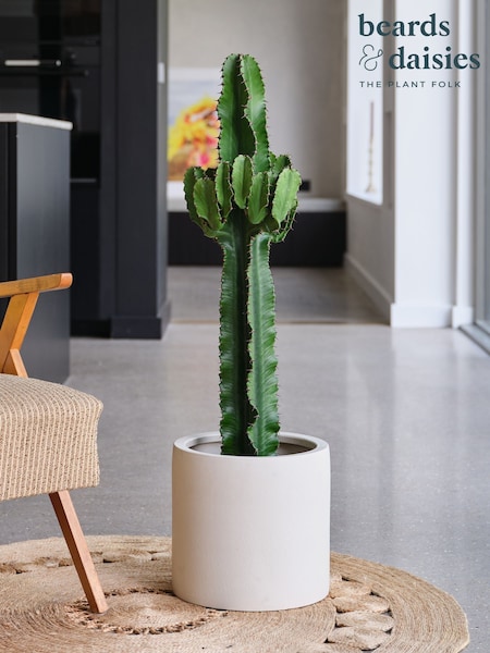 Beards & Daisies Oyster Real Euphorbia Trigona Plant in Earthenware Pot (AR3501) | £175