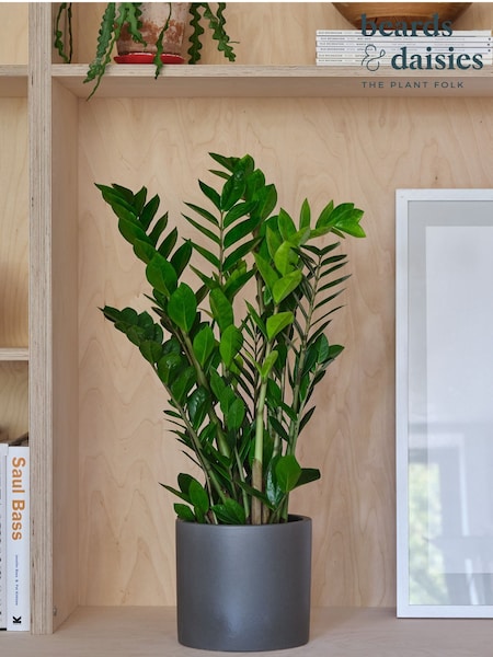 Beards & Daisies Graphite Real ZZ Plant in Earthenware Pot (AR3503) | £58