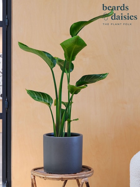 Beards & Daisies Graphite Real Strelitzia Plant in Earthenware Pot (AR3504) | £165