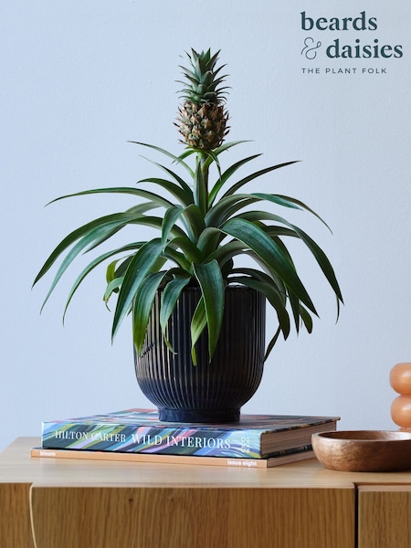 Beards & Daisies Navy Real Pineapple Plant in Ribbed Pot (AR3508) | £38