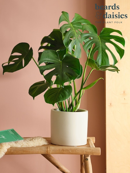 Beards & Daisies Oyster Real Monstera Swiss Cheese Plant in Earthenware Pot (AR3509) | £39
