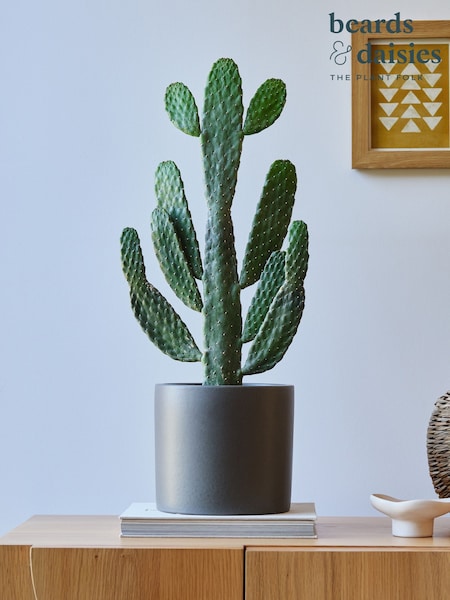 Beards & Daisies Graphite Real Cowboy Cactus Plant in Earthenware Pot (AR3510) | £60