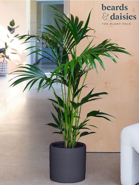 Beards & Daisies Graphite Real Kentia Palm Plant in Earthenware Pot (AR3512) | £105