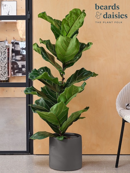 Beards & Daisies Graphite Real Fiddle Leaf Fig Plant in Earthenware Pot (AR3513) | £95