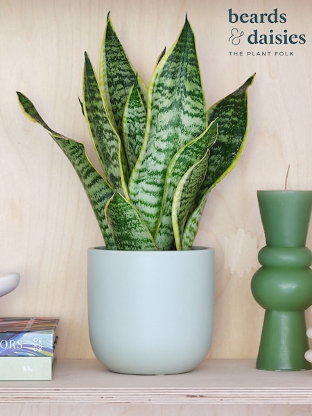 Beards & Daisies Pistachio Real Snake Plant in Earthenware Pot Set (AR3514) | £29