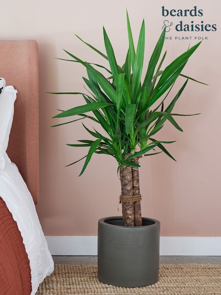 Beards & Daisies Graphite Real Yucca Plant in Earthenware Pot (AR3515) | £130
