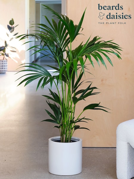 Beards & Daisies Oyster Real Kentia Palm Plant in Earthenware Pot (AR3516) | £105