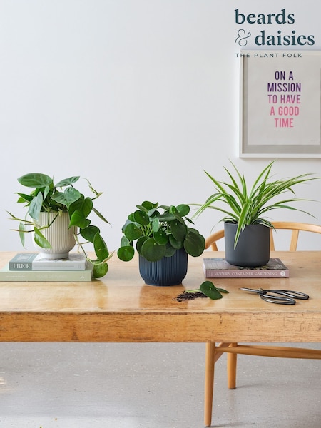 Beards & Daisies Green Real Propagation Plant Bundle in Pots (AR3517) | £62