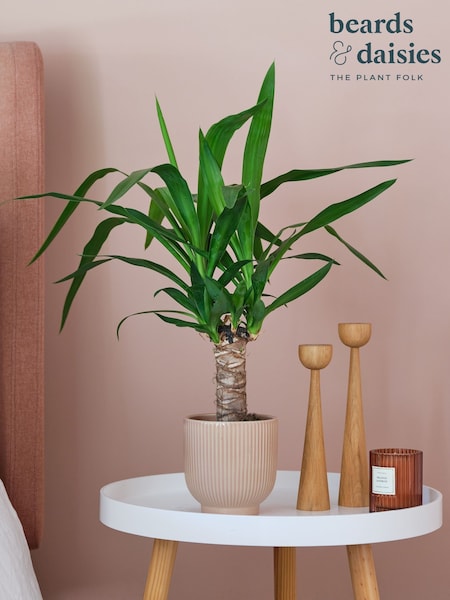 Beards & Daisies Pink Real Yucca Plant in Ribbed Pot (AR3518) | £32