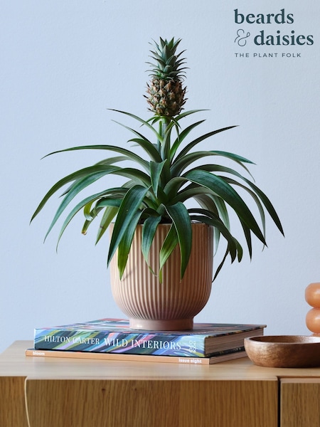 Beards & Daisies Pink Real Pineapple Plant in Ribbed Pot (AR3519) | £38