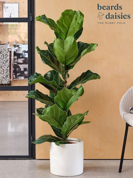Beards & Daisies Oyster Real Fiddle Leaf Fig Plant in Earthenware Pot (AR3520) | £95