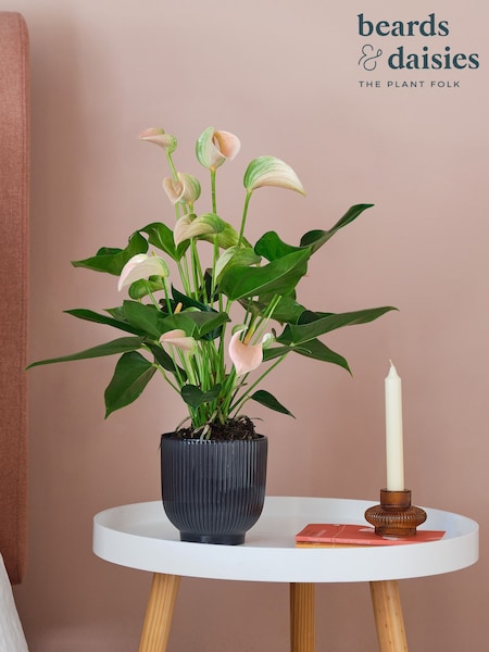 Beards & Daisies Navy Real Peach Anthurium Plant in Ribbed Pot (AR3521) | £32