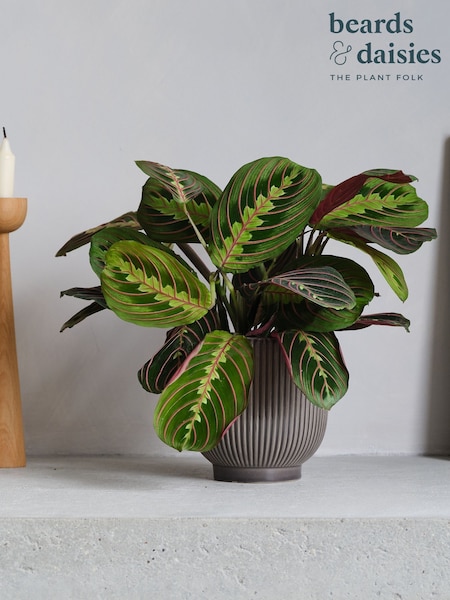 Beards & Daisies Grey Real Prayer Plant in Ribbed Pot (AR3522) | £32