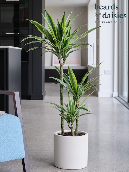 Beards & Daisies Oyster Real Dracaena Lemon Lime Plant in Earthenware Pot (AR3524) | £110