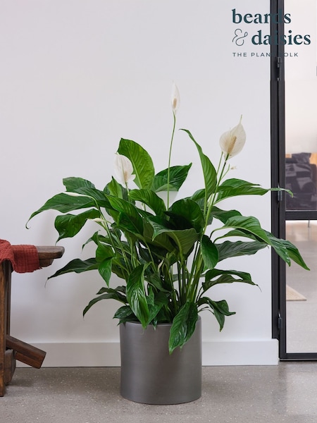 Beards & Daisies Graphite Real Peace Lily Plant in Earthenware Pot (AR3527) | £56