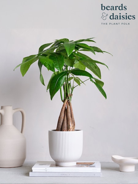 Beards & Daisies White Real Money Tree in Ribbed Pot (AR3528) | £32