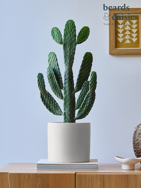 Beards & Daisies Oyster Real Cowboy Cactus Plant in Earthenware Pot (AR3529) | £60