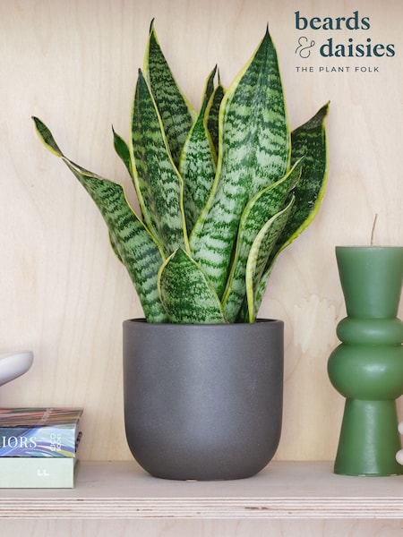 Beards & Daisies Graphite Real Snake Plant in Earthenware Pot Set (AR3531) | £29