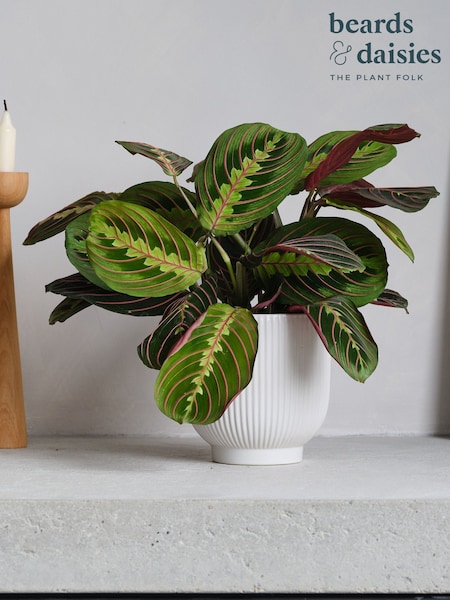 Beards & Daisies White Real Prayer Plant in Ribbed Pot (AR3535) | £32