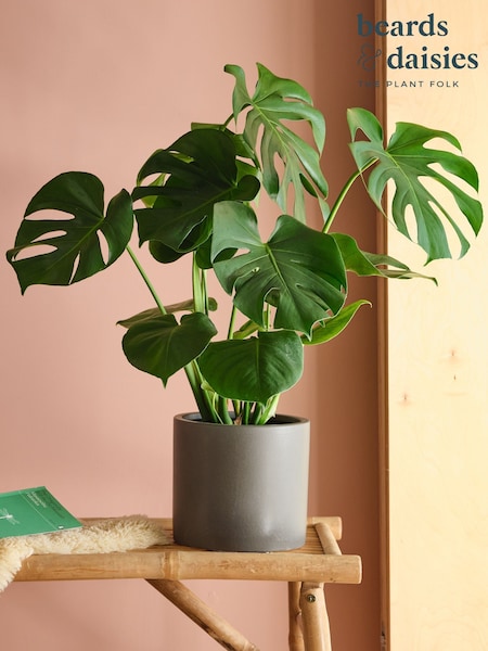 Beards & Daisies Graphite Real Monstera Swiss Cheese Plant in Earthenware Pot (AR3537) | £39