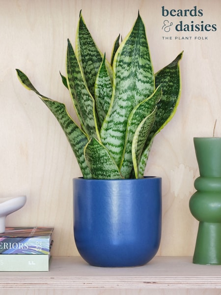 Beards & Daisies Inky Blue Real Snake Plant in Earthenware Pot Set (AR3539) | £29