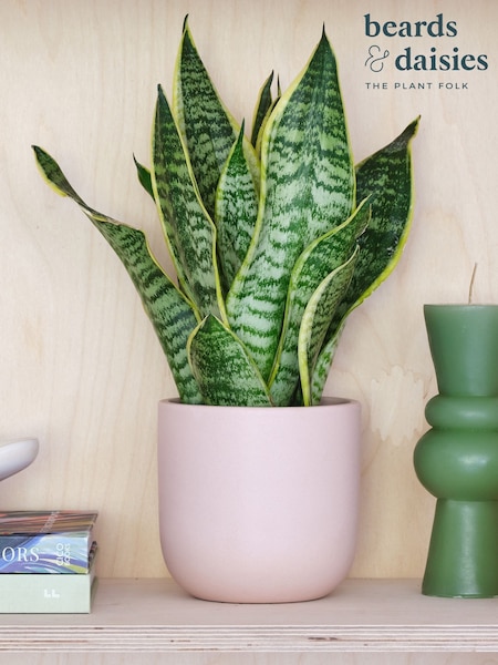 Beards & Daisies Pink Clay Real Snake Plant in Earthenware Pot Set (AR3540) | £29