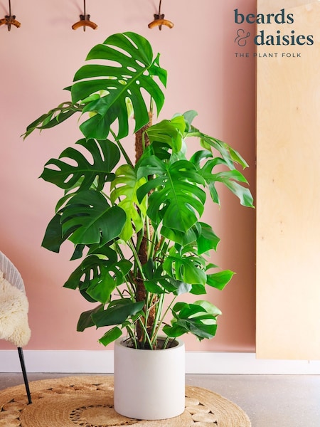 Beards & Daisies Oyster Real Monstera Swiss Cheese Moss Pole Plant in Earthenware Pot (AR3545) | £175