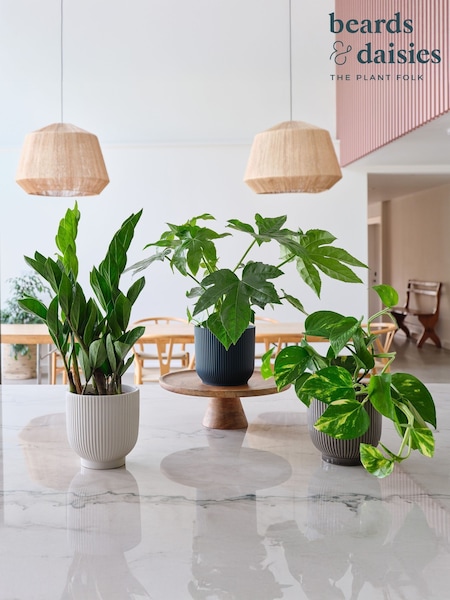 Beards & Daisies Green New Real Plant Parent in Pots (AR3547) | £62