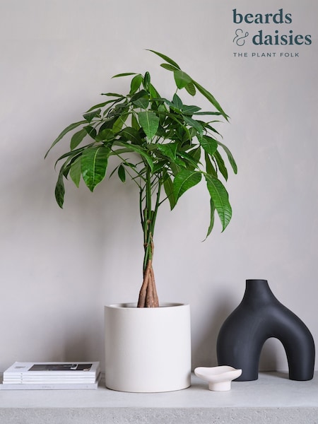 Beards & Daisies Oyster Real Money Tree Plant in Earthenware Pot (AR3548) | £95