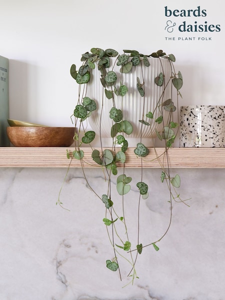 Beards & Daisies White Real String of Hearts Plant in Ribbed Pot (AR3549) | £30