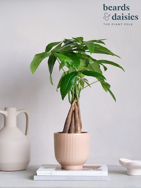 Beards & Daisies Pink Real Money Tree in Ribbed Pot (AR3551) | £32