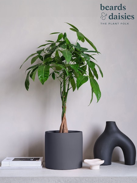 Beards & Daisies Graphite Real Money Tree Plant in Earthenware Pot (AR3552) | £95