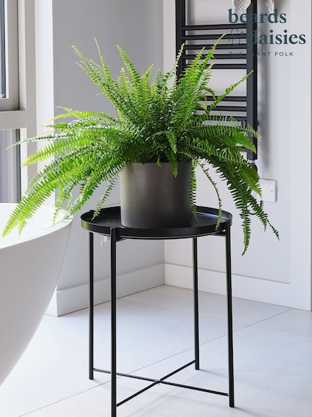 Beards & Daisies Graphite Boston Fern & Real Boston Fern Plant in Earthenware Pot (AR3553) | £27