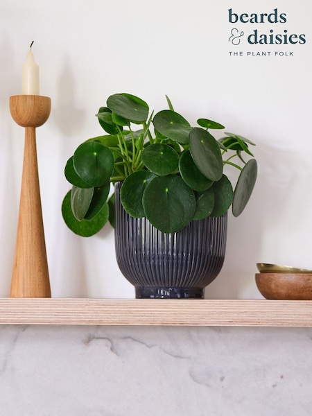 Beards & Daisies Navy Real Money Plant in Ribbed Pot (AR3554) | £28