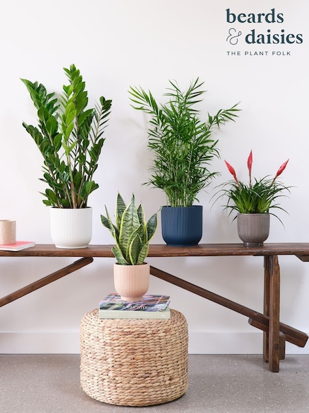 Beards & Daisies Green Real Unkillable Plant Bundle in Pots (AR3555) | £126