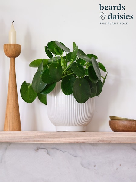 Beards & Daisies White Real Money Plant in Ribbed Pot (AR3556) | £28