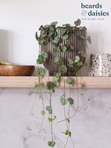 Beards & Daisies Grey Real String of Hearts Plant in Ribbed Pot (AR3561) | £30