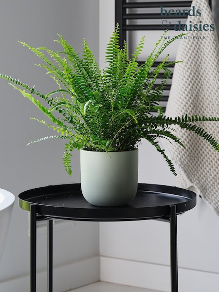Beards & Daisies Pistachio Boston Fern & Real Boston Fern Plant in Earthenware Pot (AR3562) | £27