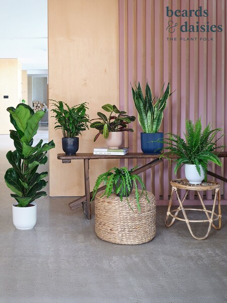Beards & Daisies Green Real New Home Bundle in Pots (AR3563) | £196