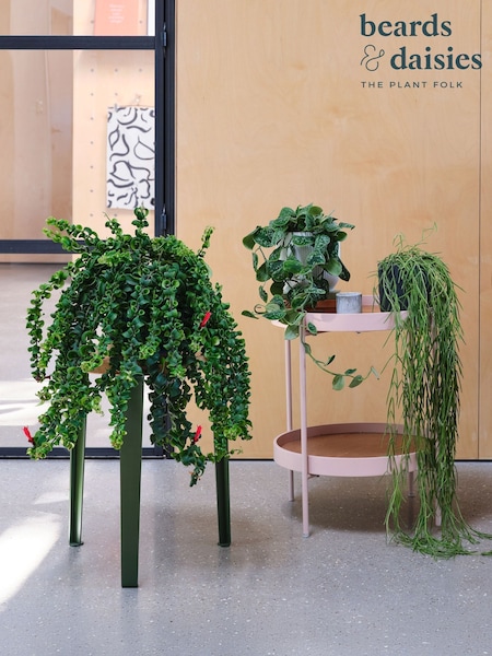 Beards & Daisies Green Real Hanging Plant Bundle in Pots (AR3564) | £127
