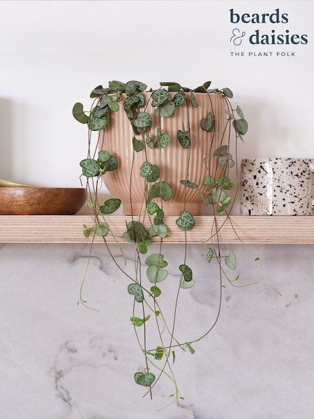 Beards & Daisies Pink Real String of Hearts Plant in Ribbed Pot (AR3566) | £30