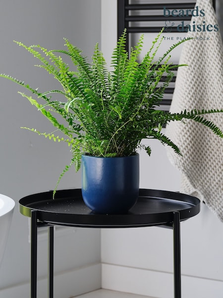 Beards & Daisies Inky Blue Boston Fern & Real Boston Fern Plant in Earthenware Pot (AR3568) | £27