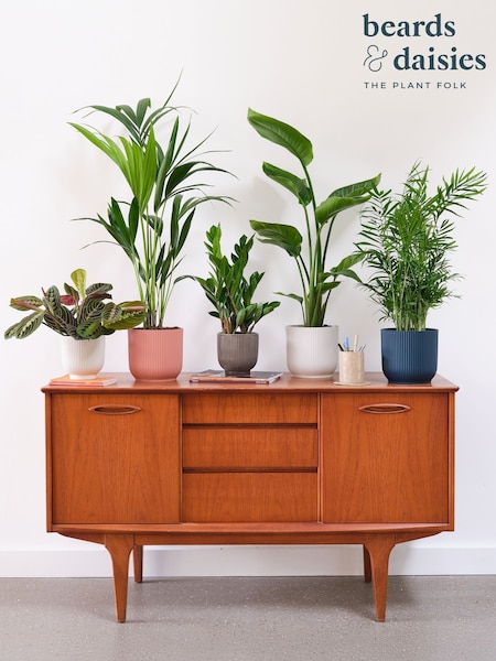 Beards & Daisies Green Real Business Plant Bundle in Pots (AR3569) | £195