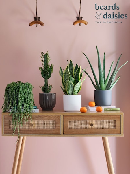 Beards & Daisies Green Real Sunny Plant Bundle in Pots (AR3570) | £97