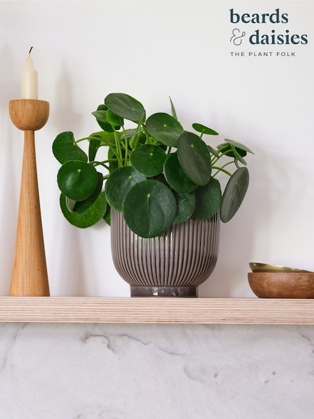 Beards & Daisies Grey Real Money Plant in Ribbed Pot (AR3572) | £28